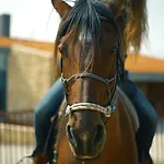 Niditas & Horses Otel *