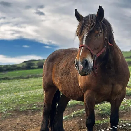 Niditas & Horses * 桑提亚纳德玛