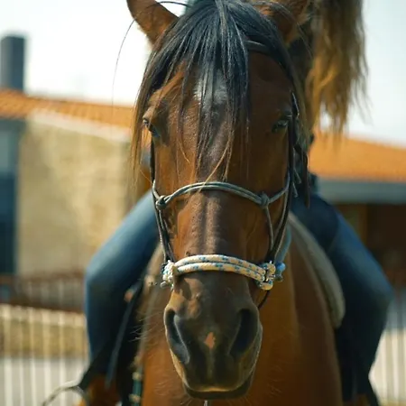 Niditas And Horses Hotel *