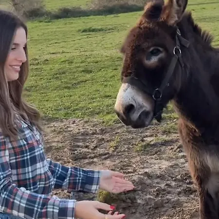 Hotell Niditas & Horses *