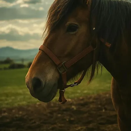 Niditas & Horses Hotel Santillana del Mar