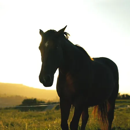 Niditas & Horses מלון