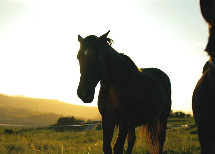 Niditas & Horses מלון