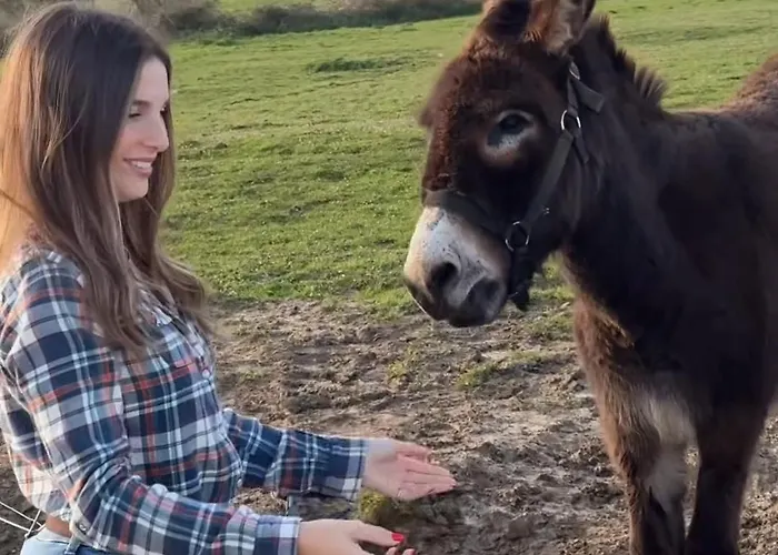 Hotel Niditas & Horses *